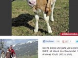 Six-Legged Calf Born in Switzerland