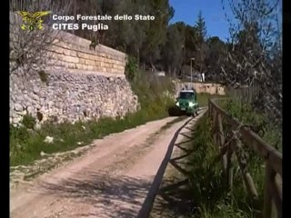 TG 04.04.12 Tartarughe illegali: 50 esemplari rinvenuti a Foggia