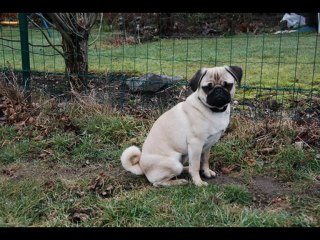 mes enfants et leurs chiens