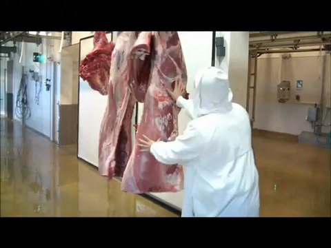 Les Veaux des Hauts Pays d'Artois