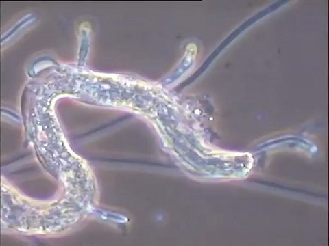 Prédation d'un nématode par un mycélium spécialisé (Arthrobotrys)
