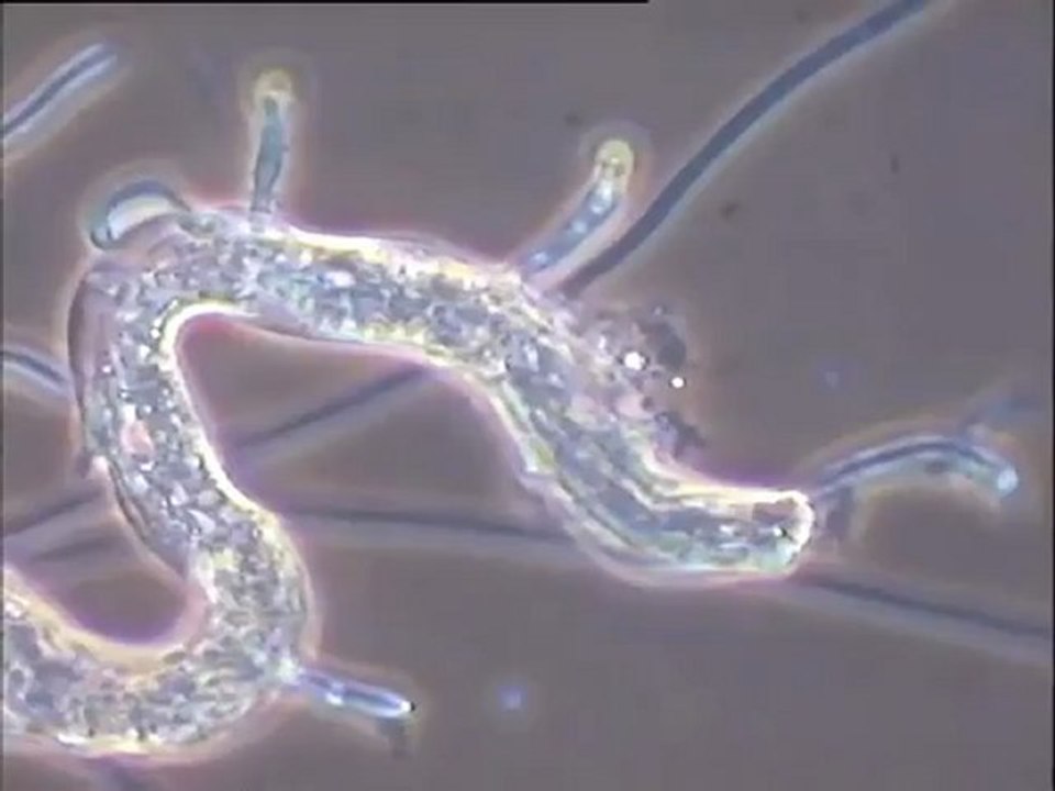 Prédation d'un nématode par un mycélium spécialisé (Arthrobotrys)