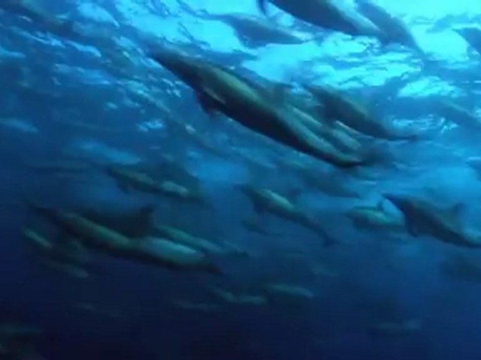 Natures Great Events/اقوى اللحظات في الطبيعة /Les grands moments dans la nature