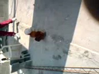 l coq teddy