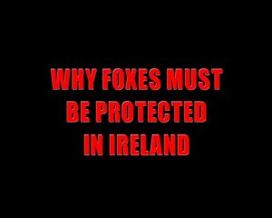 Why foxes must be protected in Ireland