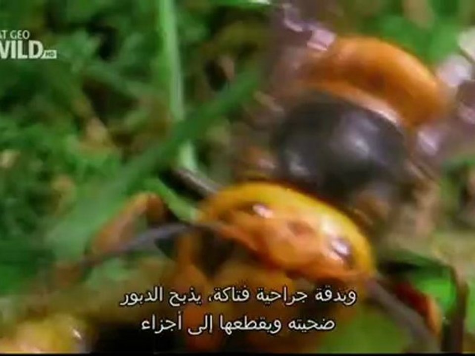 Guerre des Animaux
