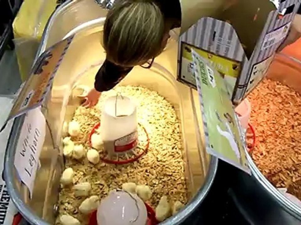 Chicks getting sold