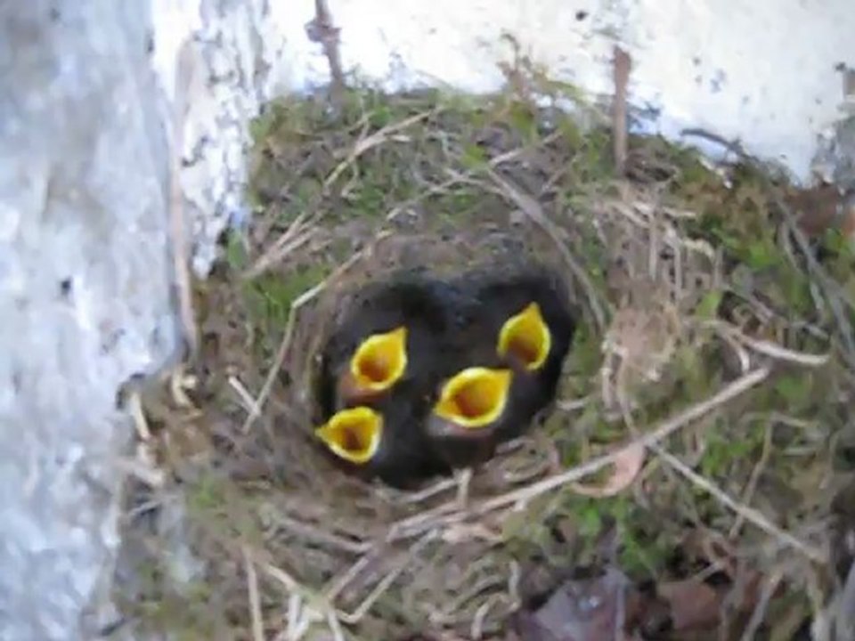 tit oiseaux