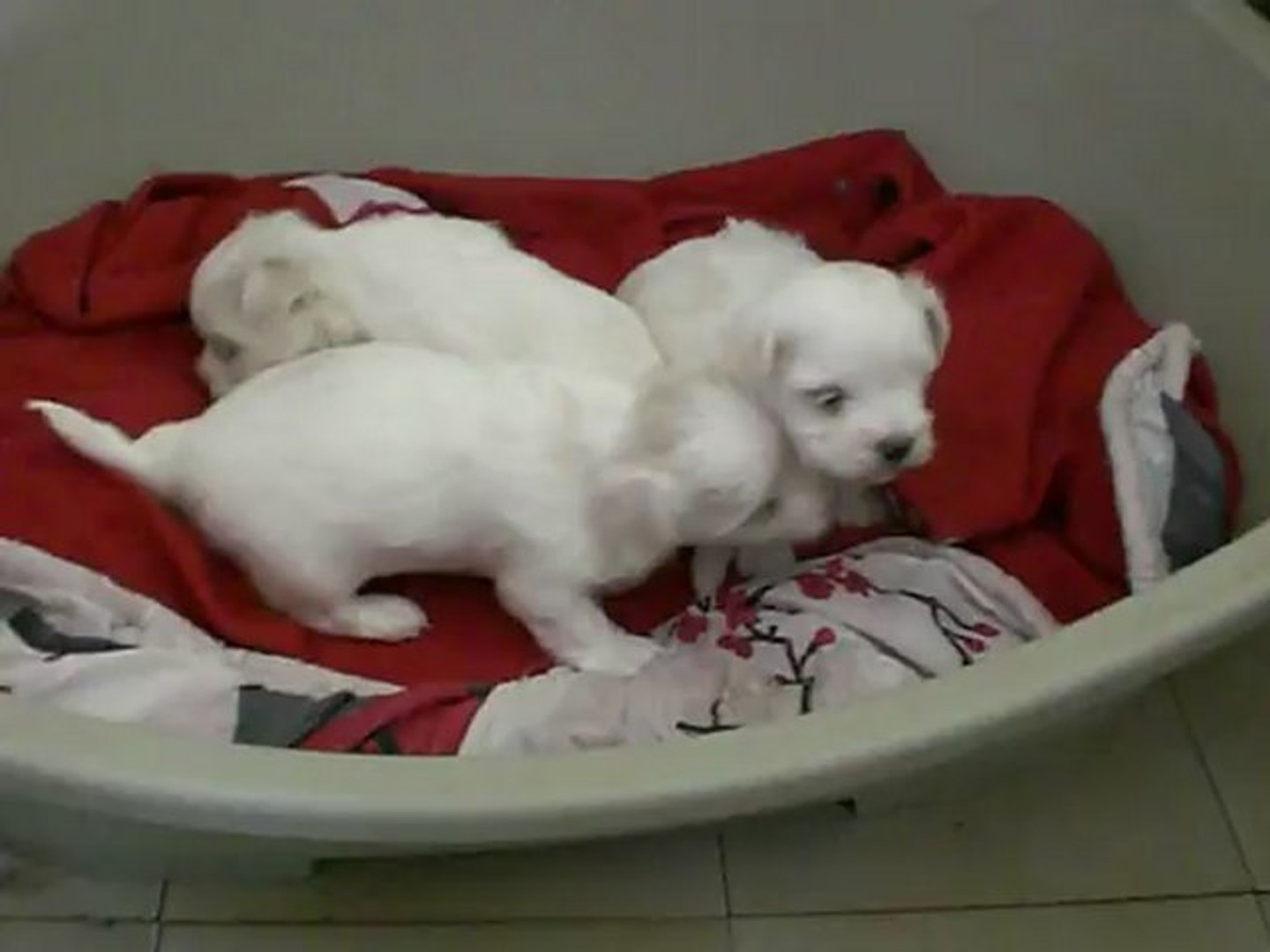 Bebe Bichon Maltais Video Dailymotion