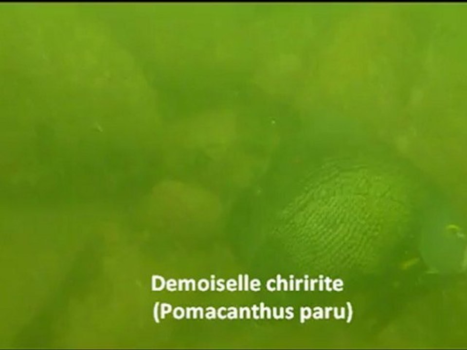 video plongée travaillée