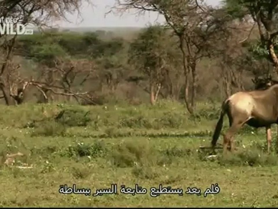 هجرات عظمى HDTV 3