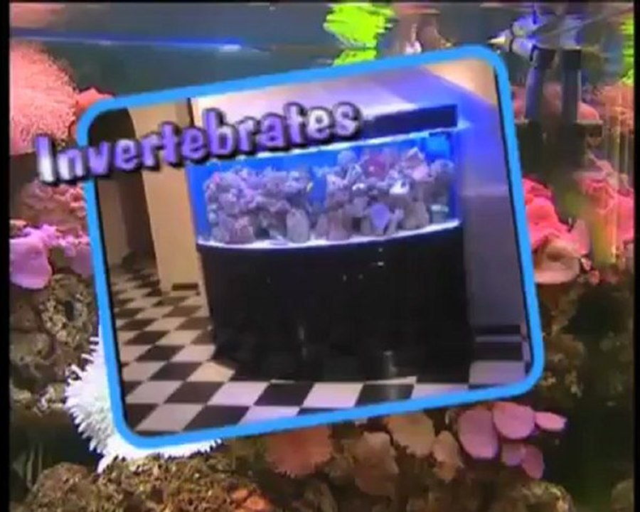 Your first aquarium guide