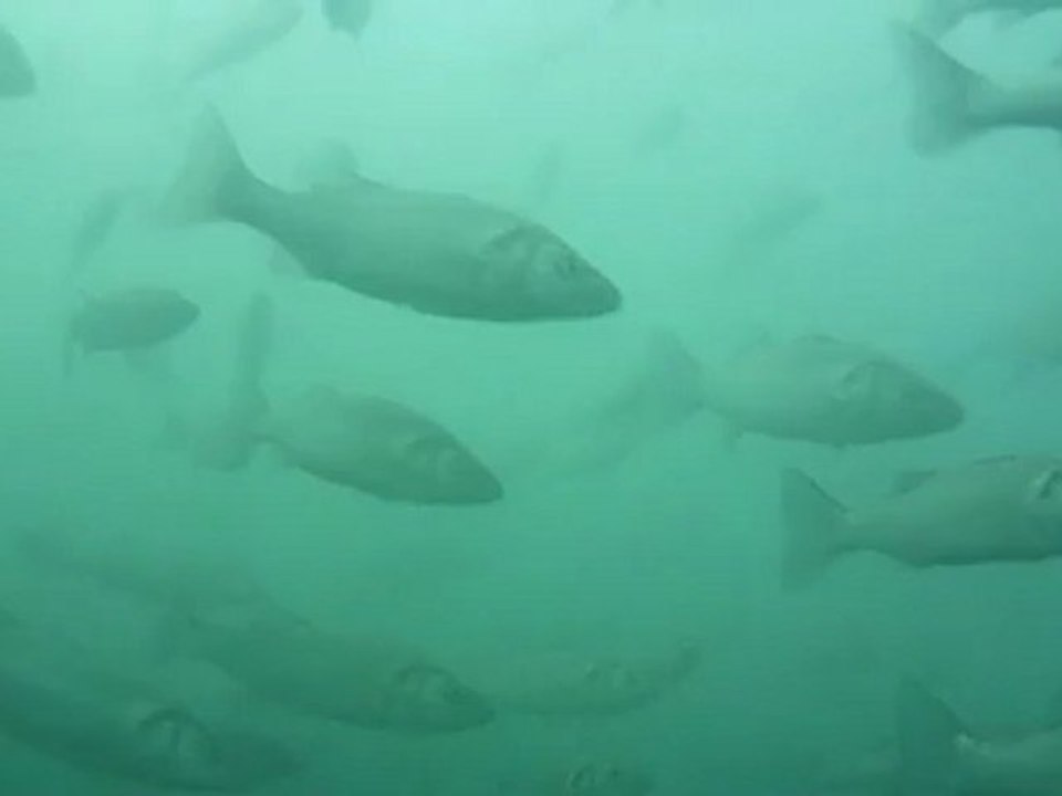 loup grosse compagne