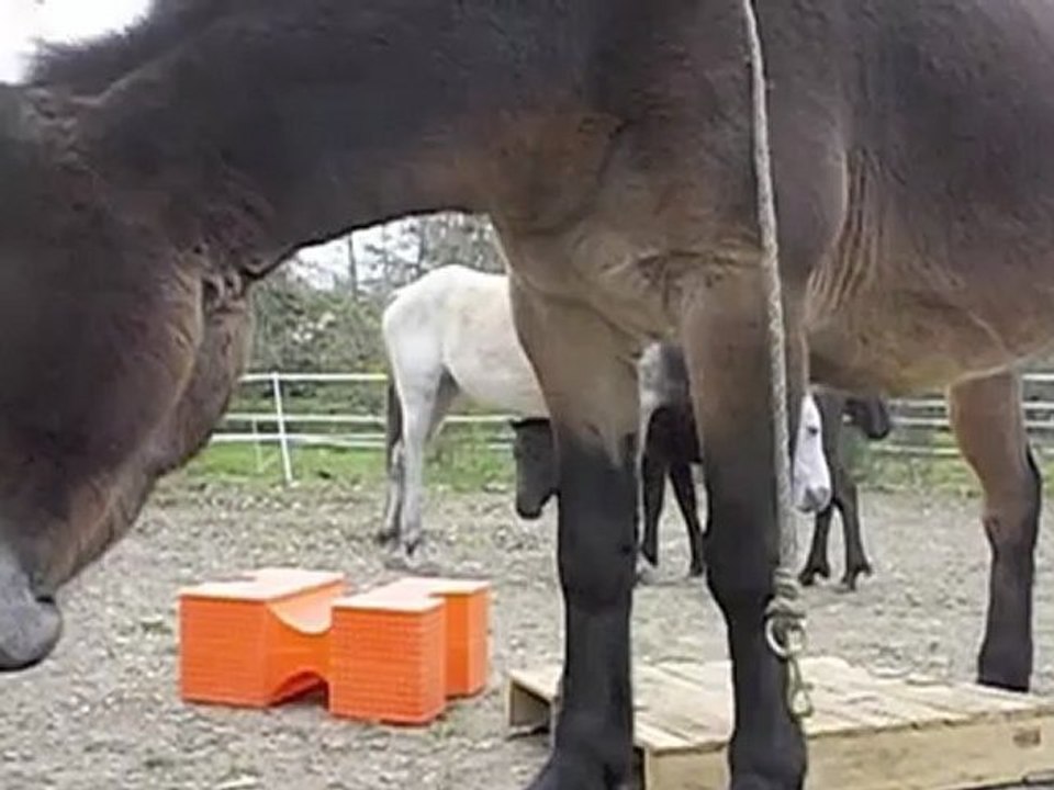 mes mumules