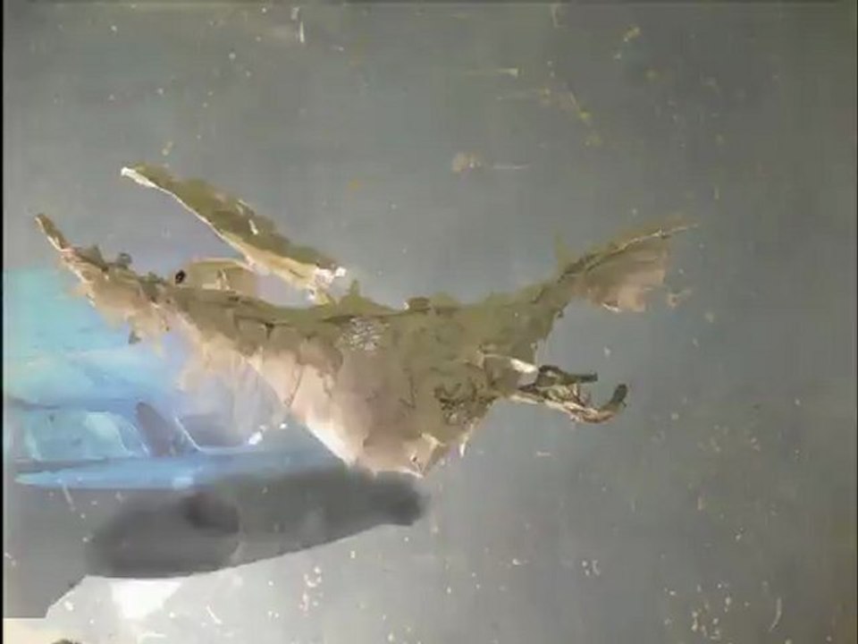 Bird Animation