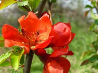 Będzie Lepiej - Dom o Zielonych Progach