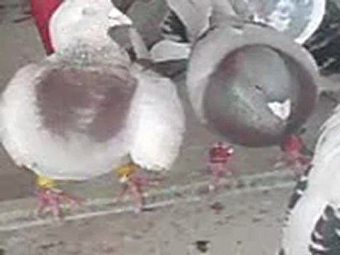 Garipci Ramazan Suriyeden getirdiği karışma kuşları 2 guvercinurfa.com