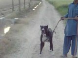 Bully Kutta - A Must Watch Dog