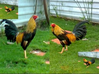 GÀ MỸ BÌNH DƯƠNG -0925 970831