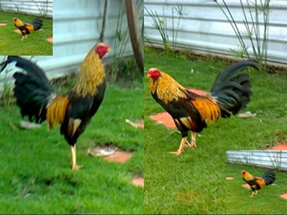 GÀ MỸ BÌNH DƯƠNG -0925 970831