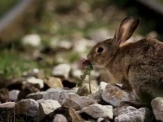 LE LIEVRE DE VATANEN - Bande-annonce VF