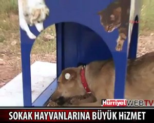 Sokak Hayvanları | Sosyal Hizmetler