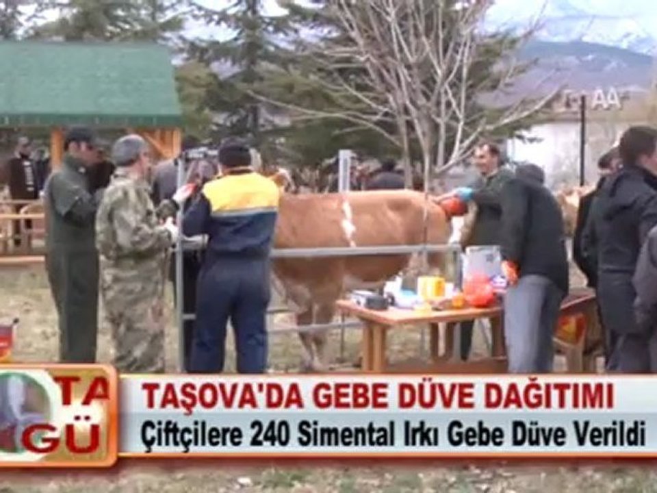 TAŞOVA’DA GEBE DÜVE DAĞITIMI 02.04.2012