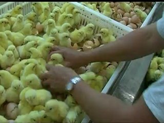 WE FEED THE WORLD - Bande-annonce VO