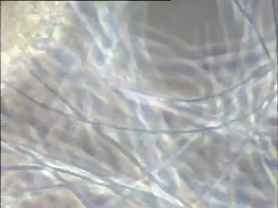 Essai H2O2 (eau oxygénée) sur Achères pour réduire les odeurs : étude des biomasses d'une boue activée filamenteuse traitée