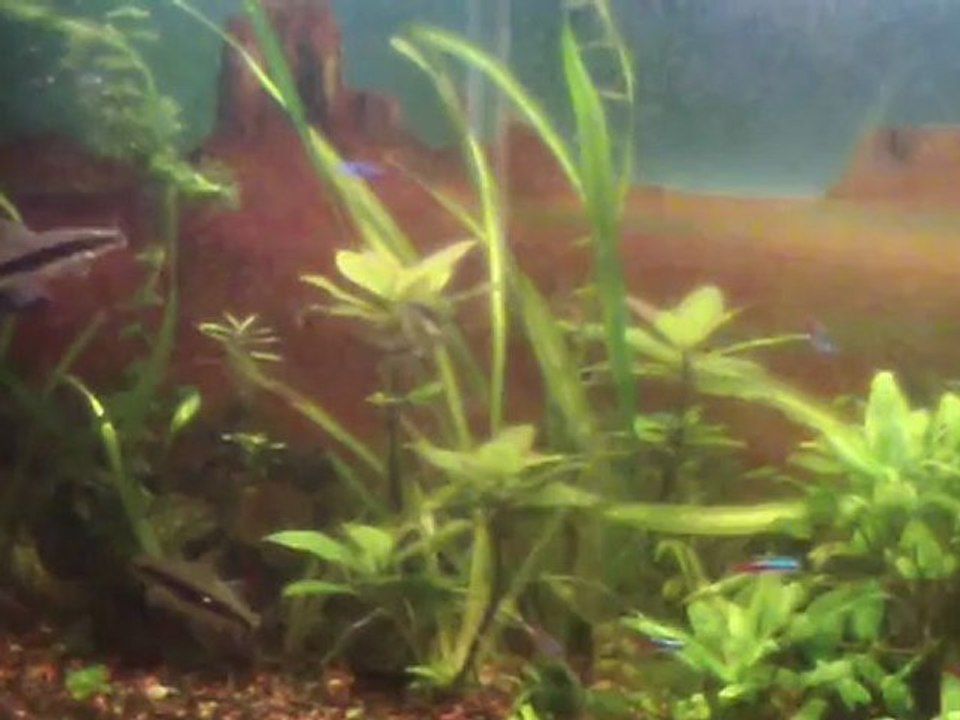 "Dans mon quartier.".  valse    Méth. Colin