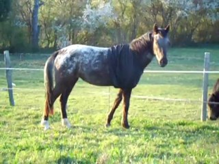 convalescence d'une pouliche accidentée