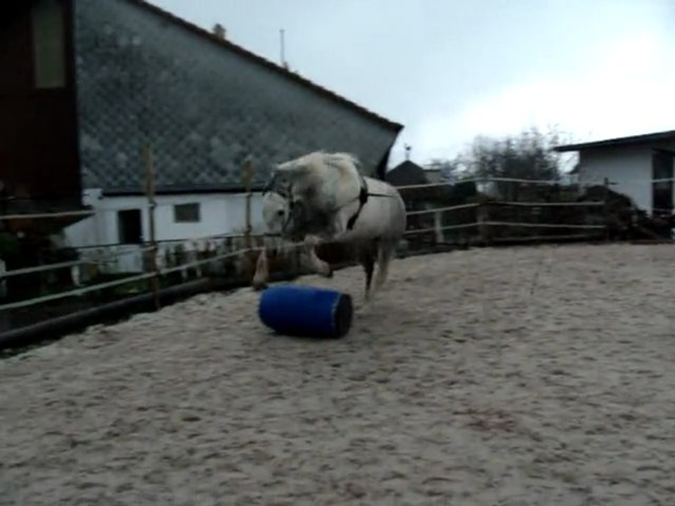 Safran: longues rênes