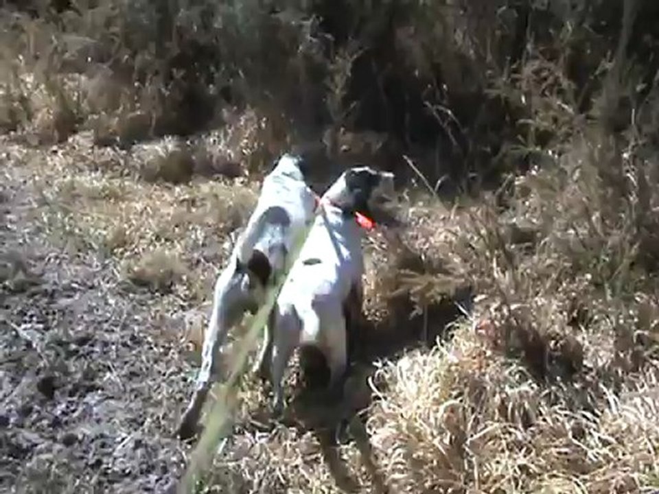 Chiens à la longe au ferme