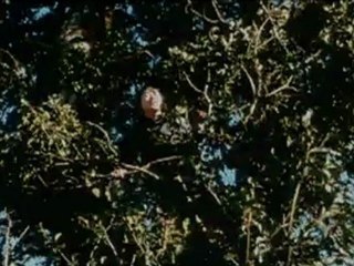 LE SOLEIL SE LEVE AUSSI - Bande-annonce VO