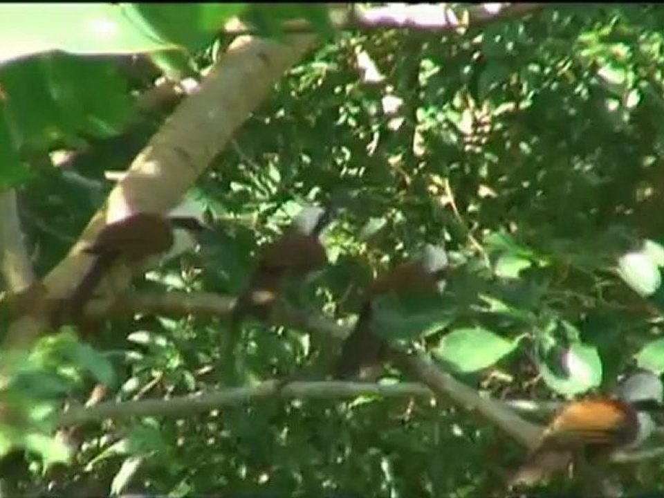 LA JUNGLE D'ASIE DU SUD EST - Bande-annonce VF