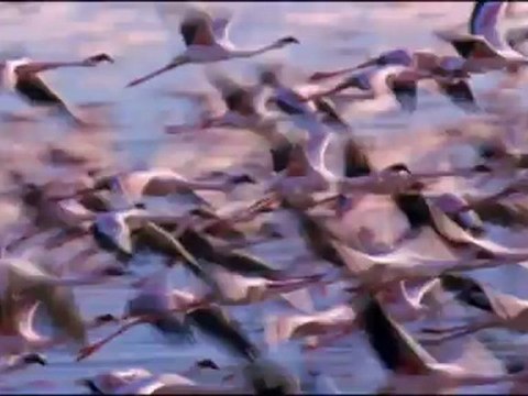 LES AILES POURPRES : LE MYSTERE DES OISEAUX DE FEU - Bande-annonce VF