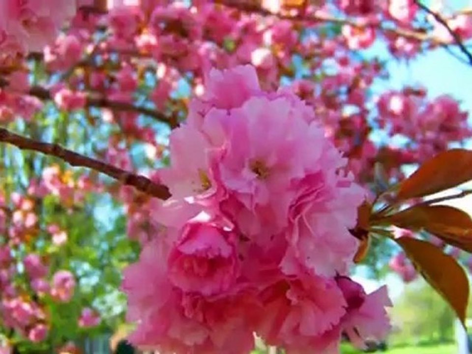 "Andre Rieu - Love Theme From Romeo & Juliet"