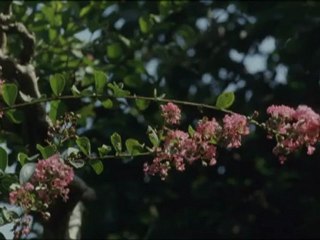 STILL WALKING - Bande-annonce VO