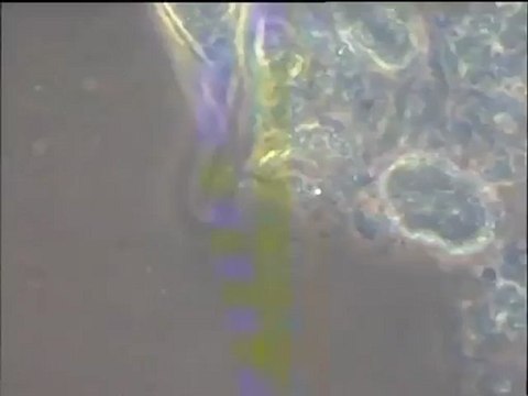 Détail des biomasses de Noisy-le-Grand et scène de prédation