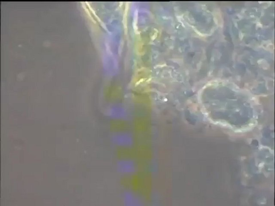 Détail des biomasses de Noisy-le-Grand et scène de prédation