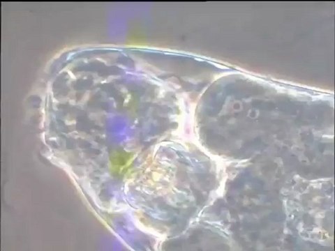 Microfaune d'une boue activée - détail de l'organisation de rotifères - scènes de prédation