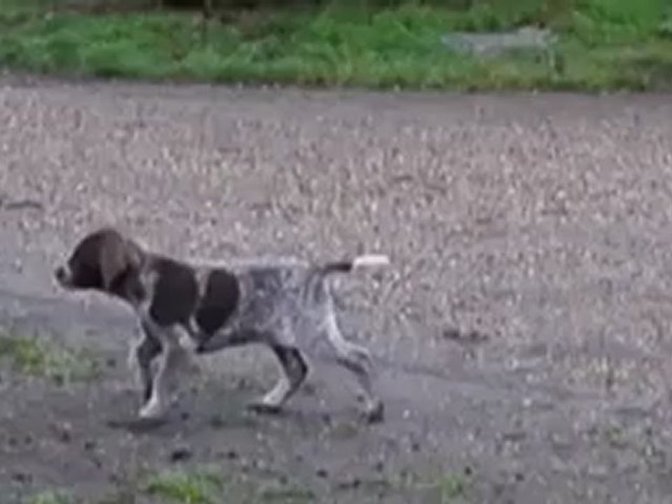 CHIOT BRAQUE ALLEMAND CHAMPREVAL