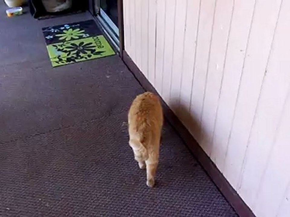 Rascall killed a finch