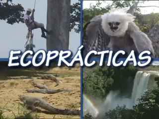 Descargar video: EcoPrácticas: ¿Por qué debemos cuidar y ayudar a mantener nuestros parque nacionales?