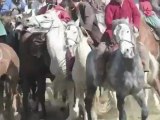 Des cavaliers jouent au Buzkashi, un sport traditionnel afghan