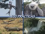 Ecoprácticas: Servicios Ambientales