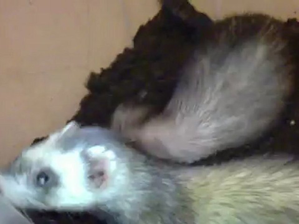 furet marine et louna dans leur boite a terreau