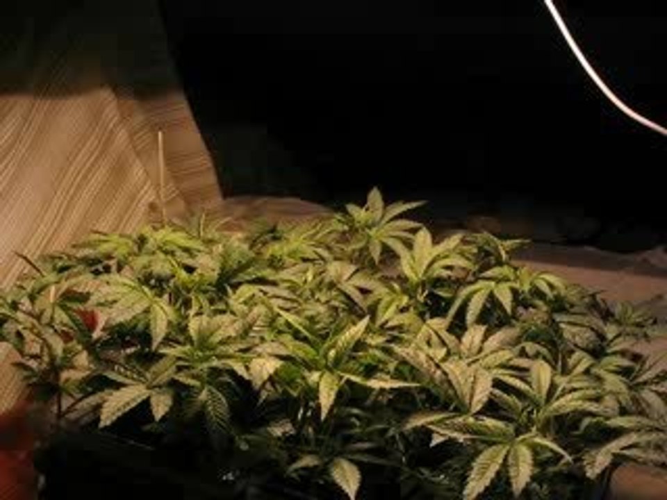 Cannabis Time Lapse Video Overgrow