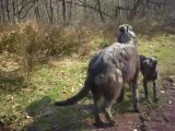 Deerhounds puppies four months old