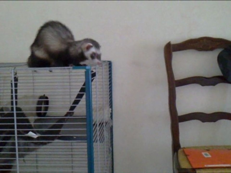 furet Louna et marine ont la technique pour descendre de leur cage